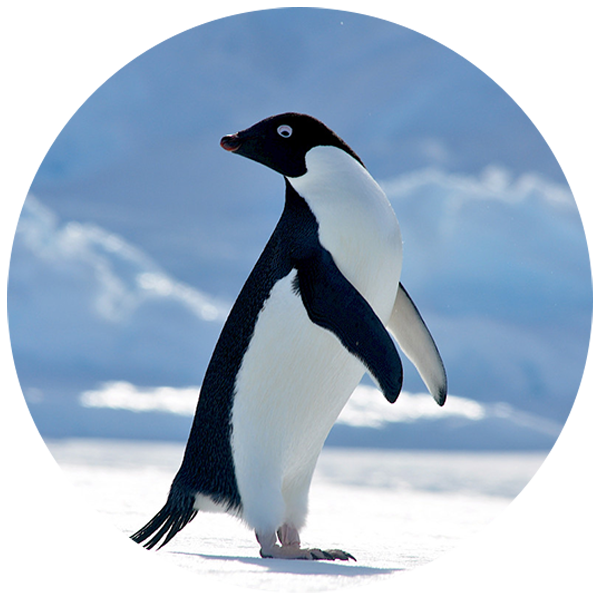 PinguinoadelaidaFOTO