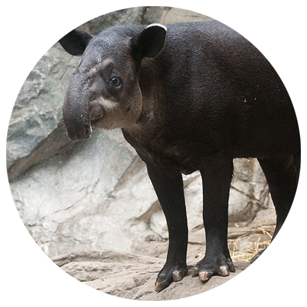 TapirFOTO
