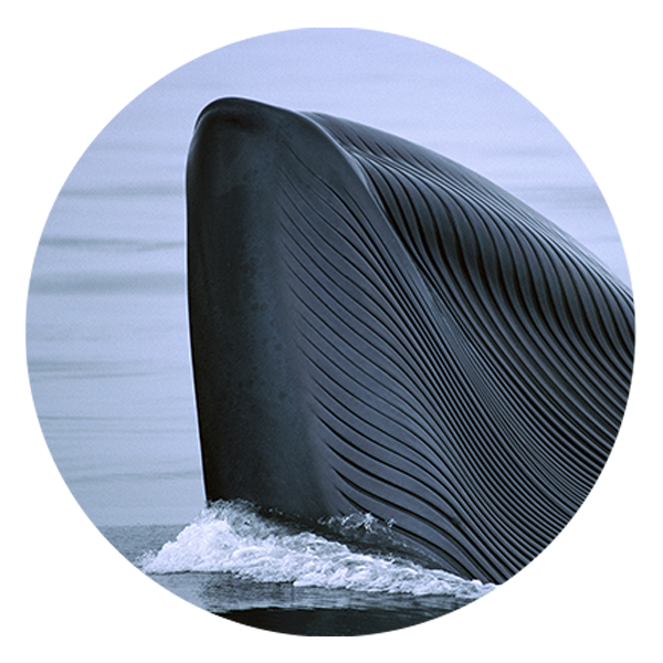ballena-azulFOTO