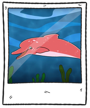 delfinMarco