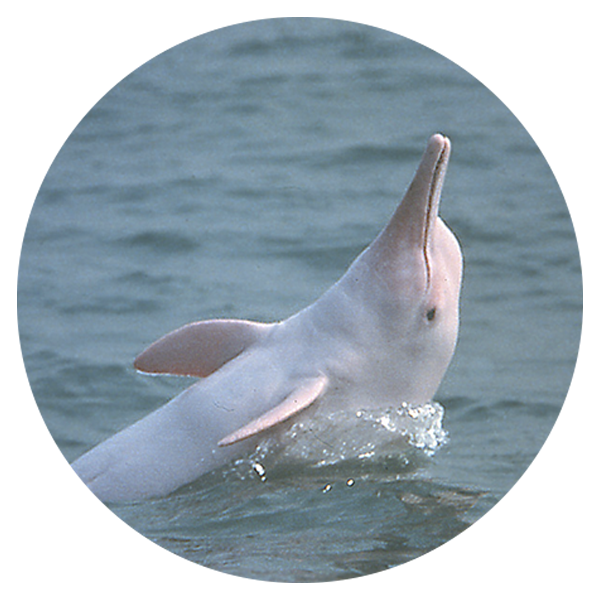 delfinRosadoFOTO