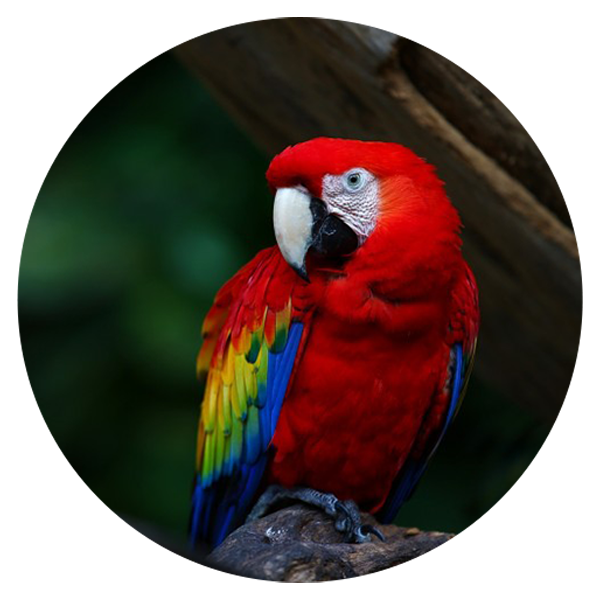 guacamaya-rojaFOTO