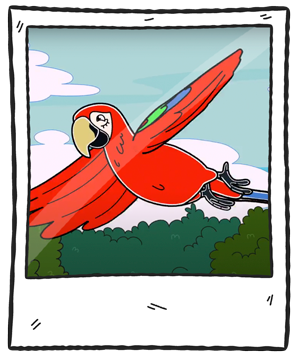 guacamayoMarco