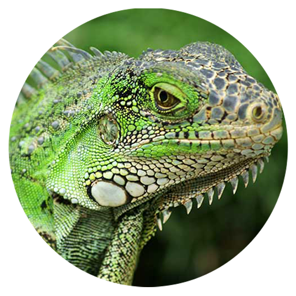 iguana-verdeFOTO