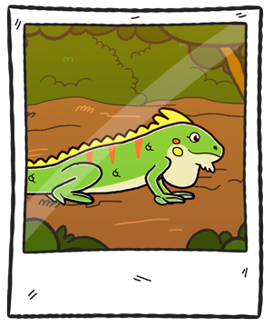 iguanaMarco