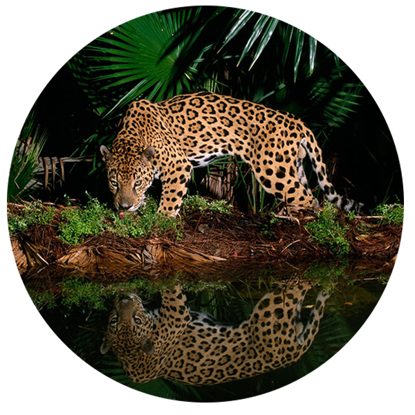 jaguarFOTO