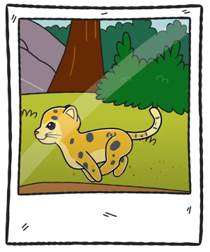 jaguarMarco
