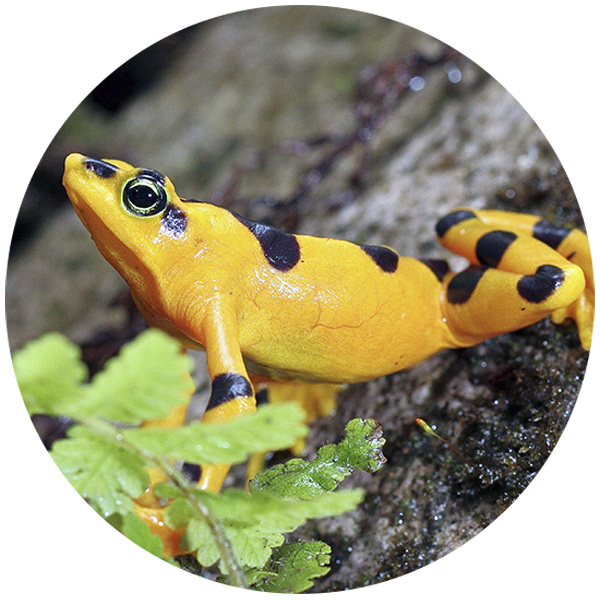 rana-doradaFOTO