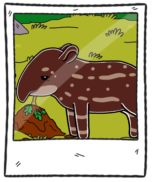 tapirMarco