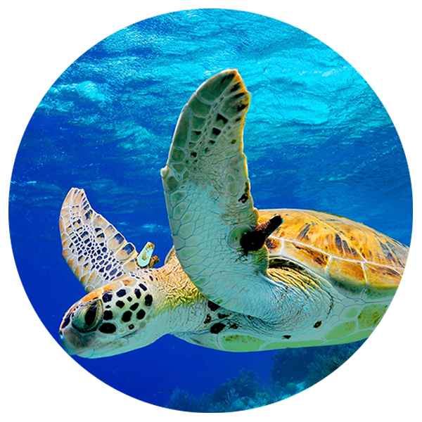 tortuga-verdeFOTO