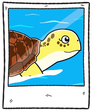 tortugaMarco