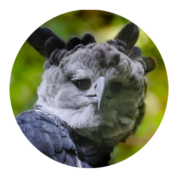 aguila-harpiaFOTO