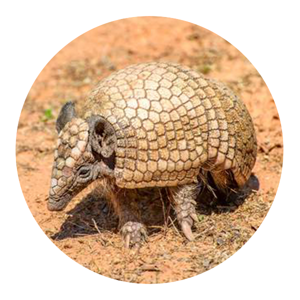 armadilloFoto