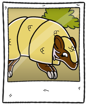 armadilloMarco