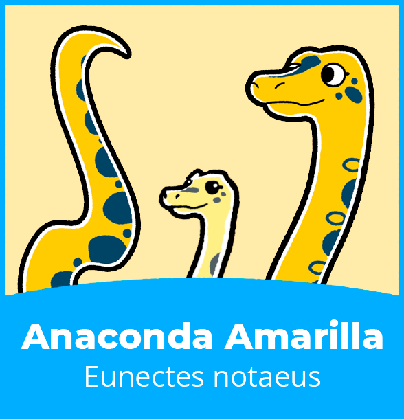 retrato_Anaconda